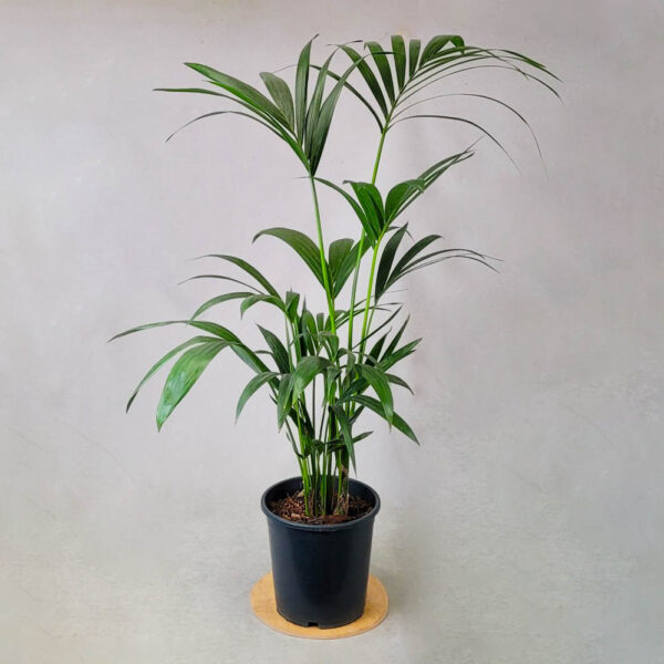 ჰოვეა 150 cm